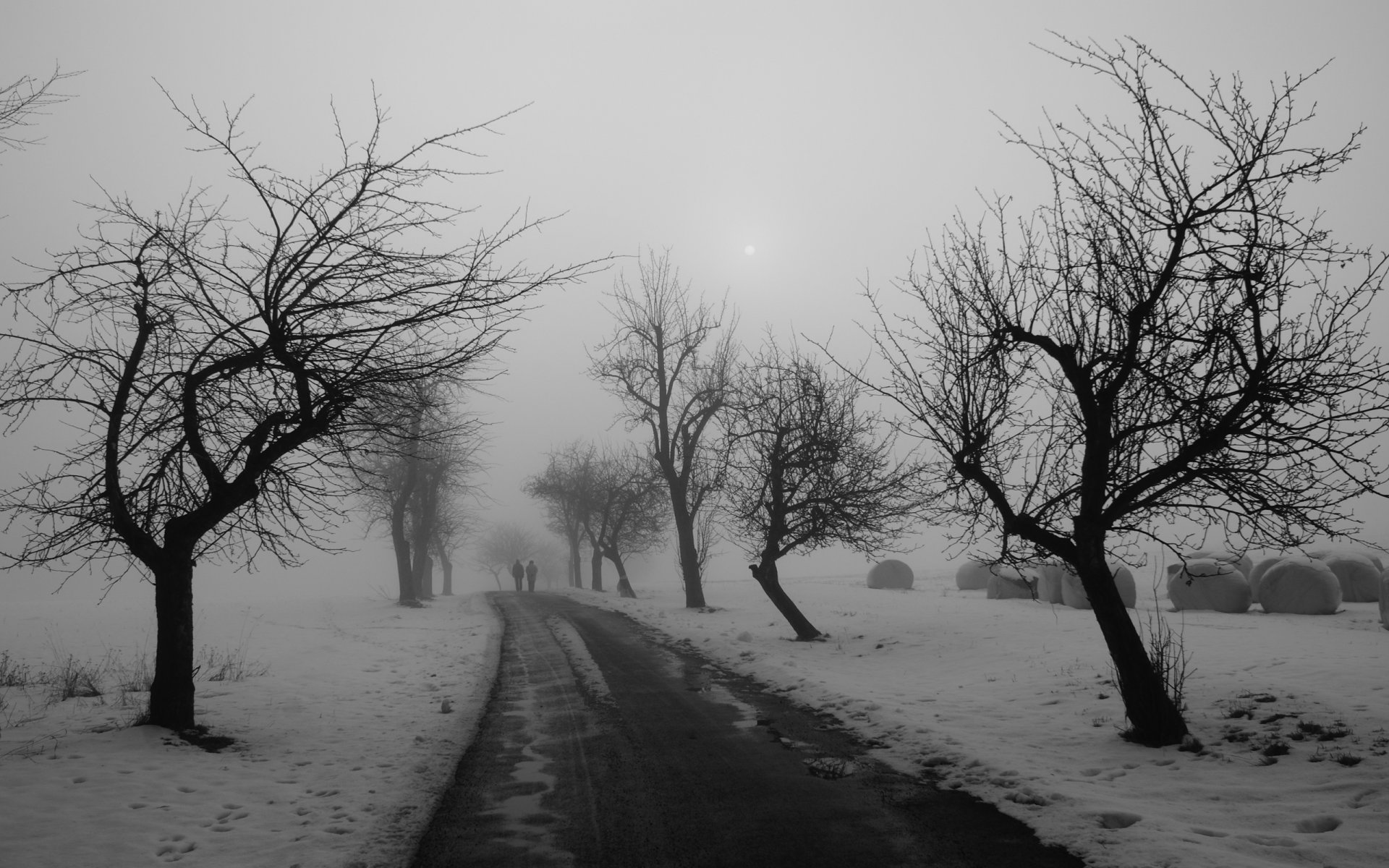 alberi strada inverno