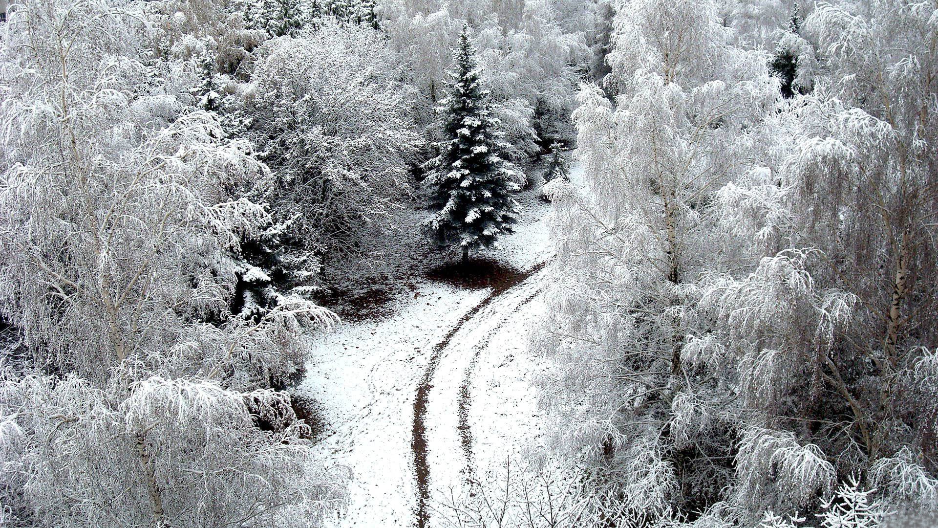 invierno carretera nieve árboles wiener naturaleza