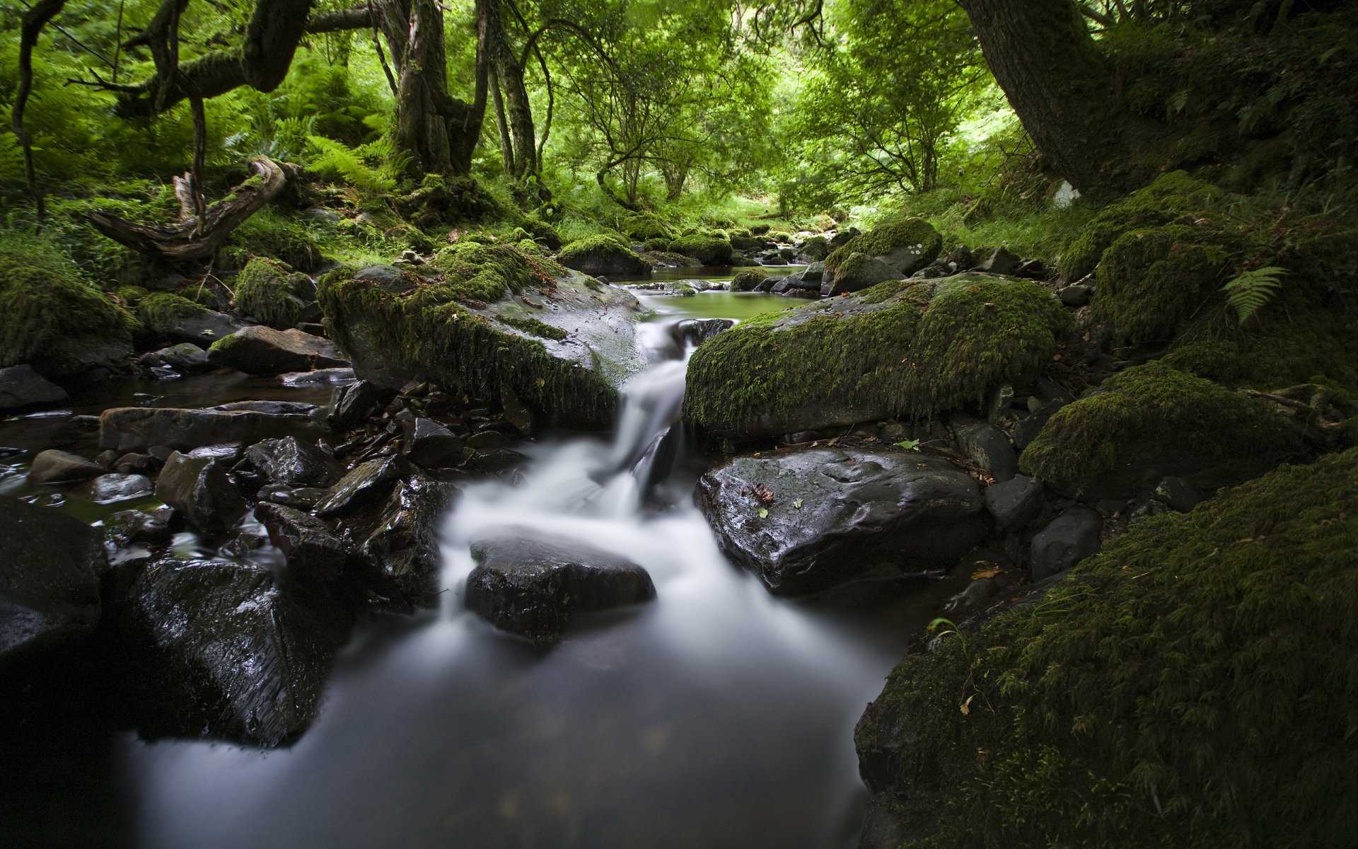 natura fiume flusso acqua pietre foglie foresta