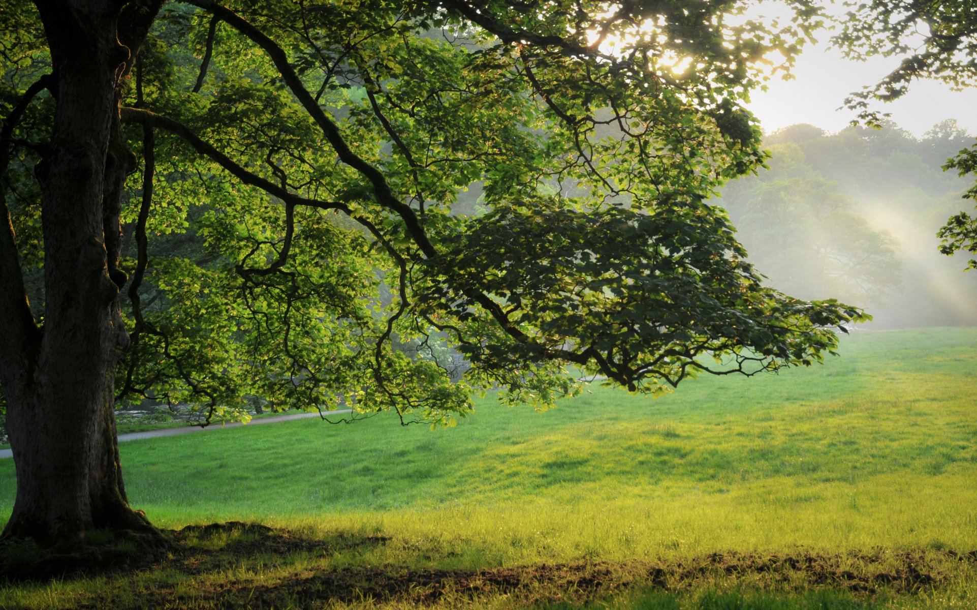 природа дерево трава лес листья лето tree photo