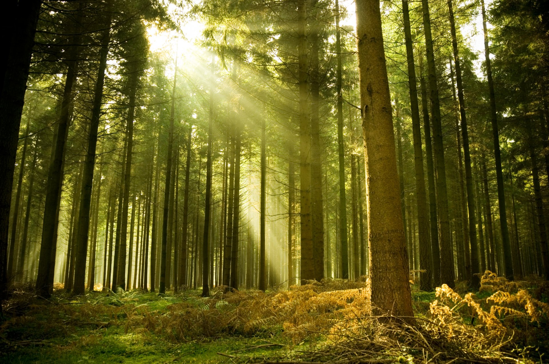 forêt rayons beauté été matin o soir arbres