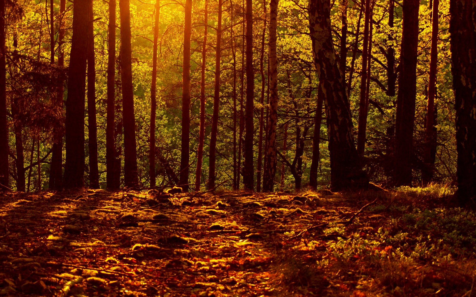 automne feuilles forêt lumière