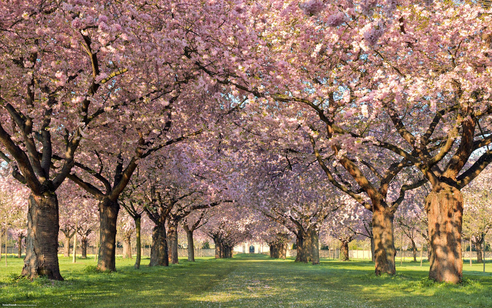 printemps arbres fleurs ruelle pétales nature