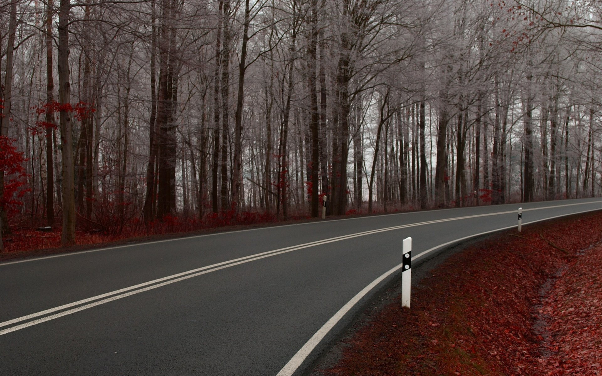 strade strada percorso sentiero alberi paesaggi natura