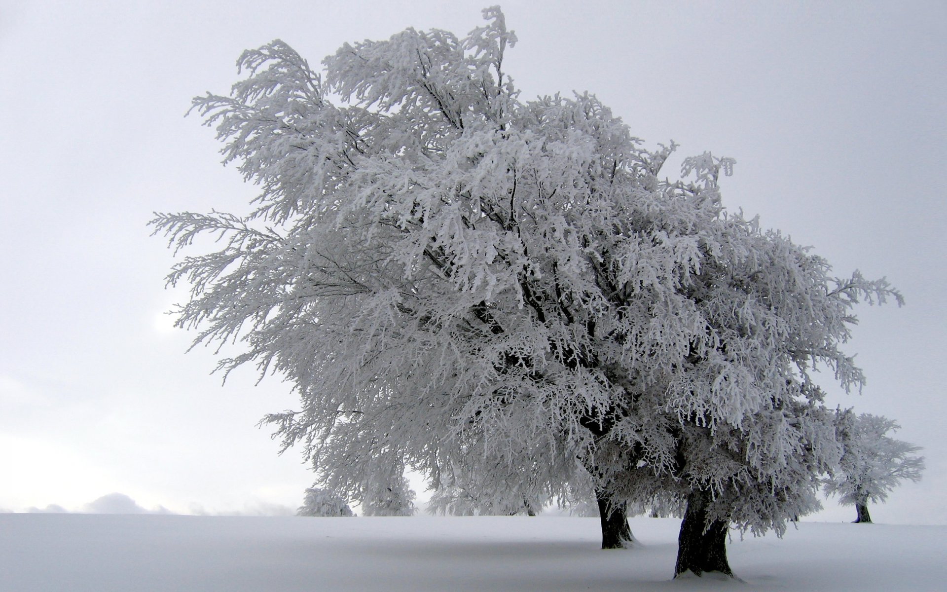 landscape nature winter tree snow