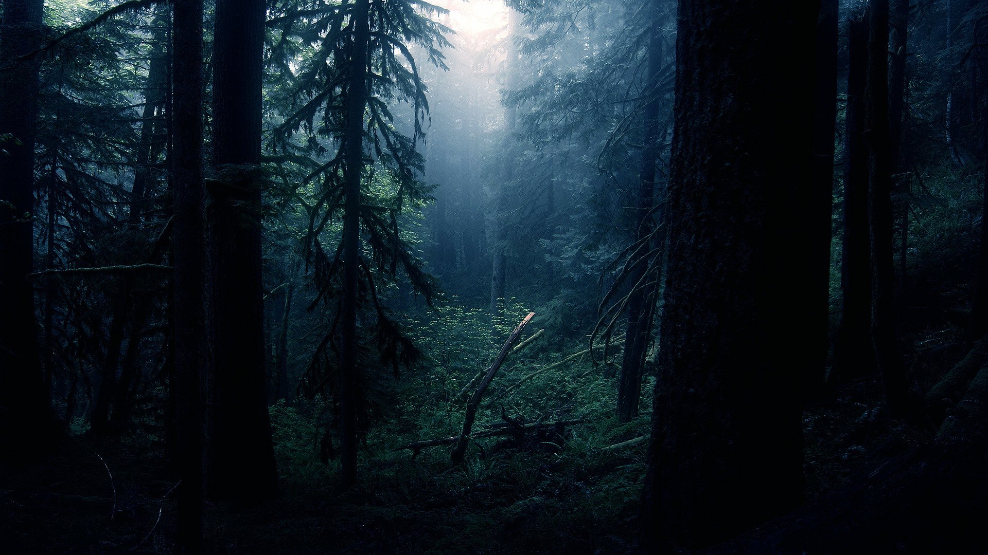 boschi natura albero alberi sera