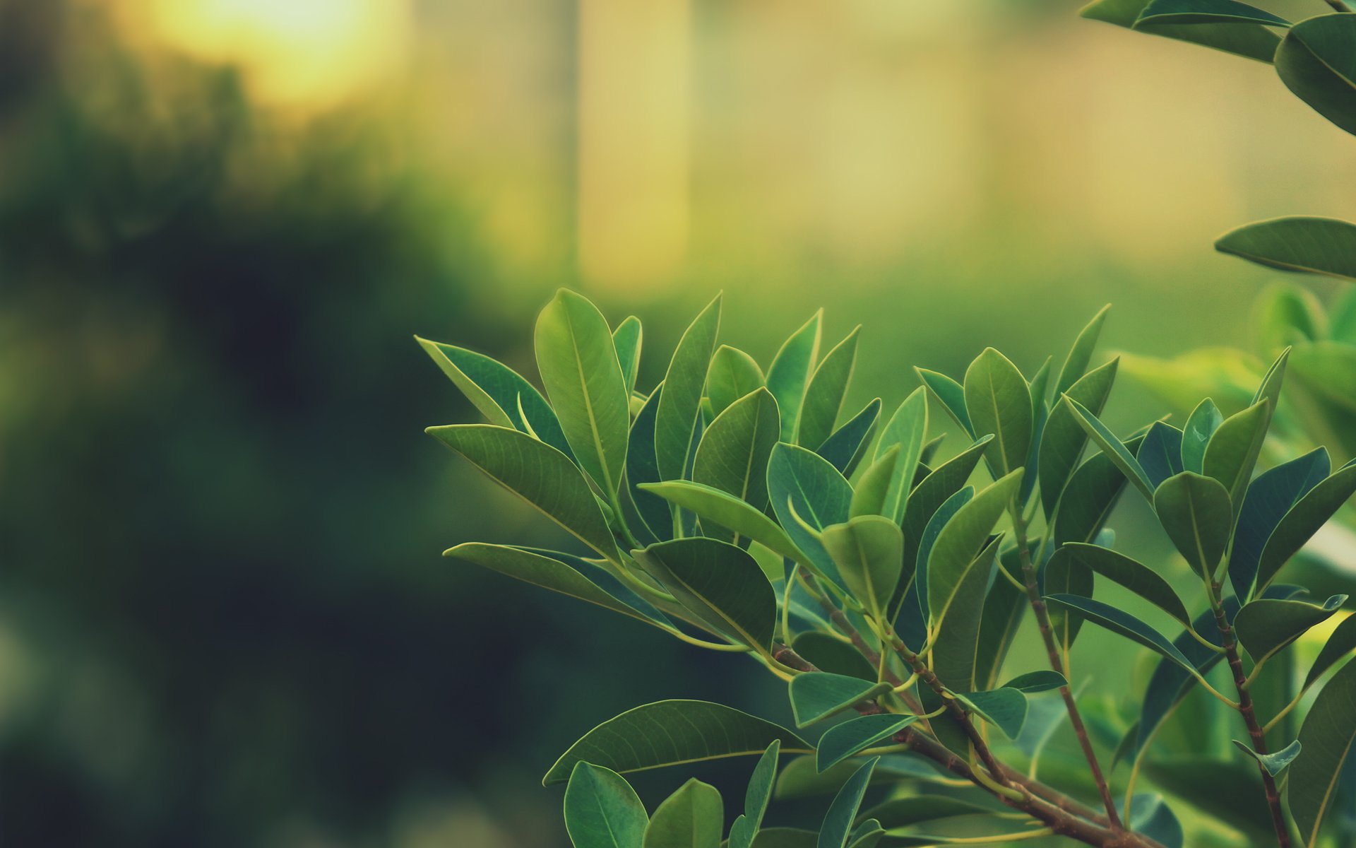 branche feuilles verdure