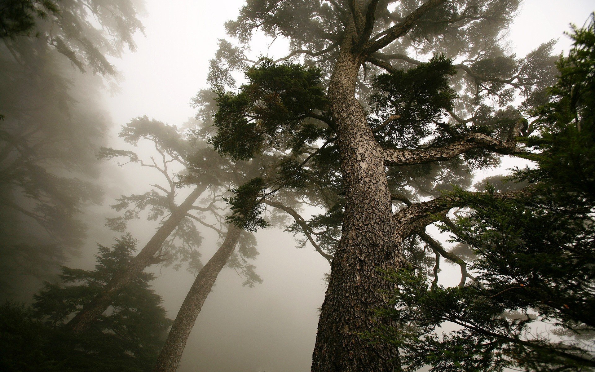 madera niebla pino