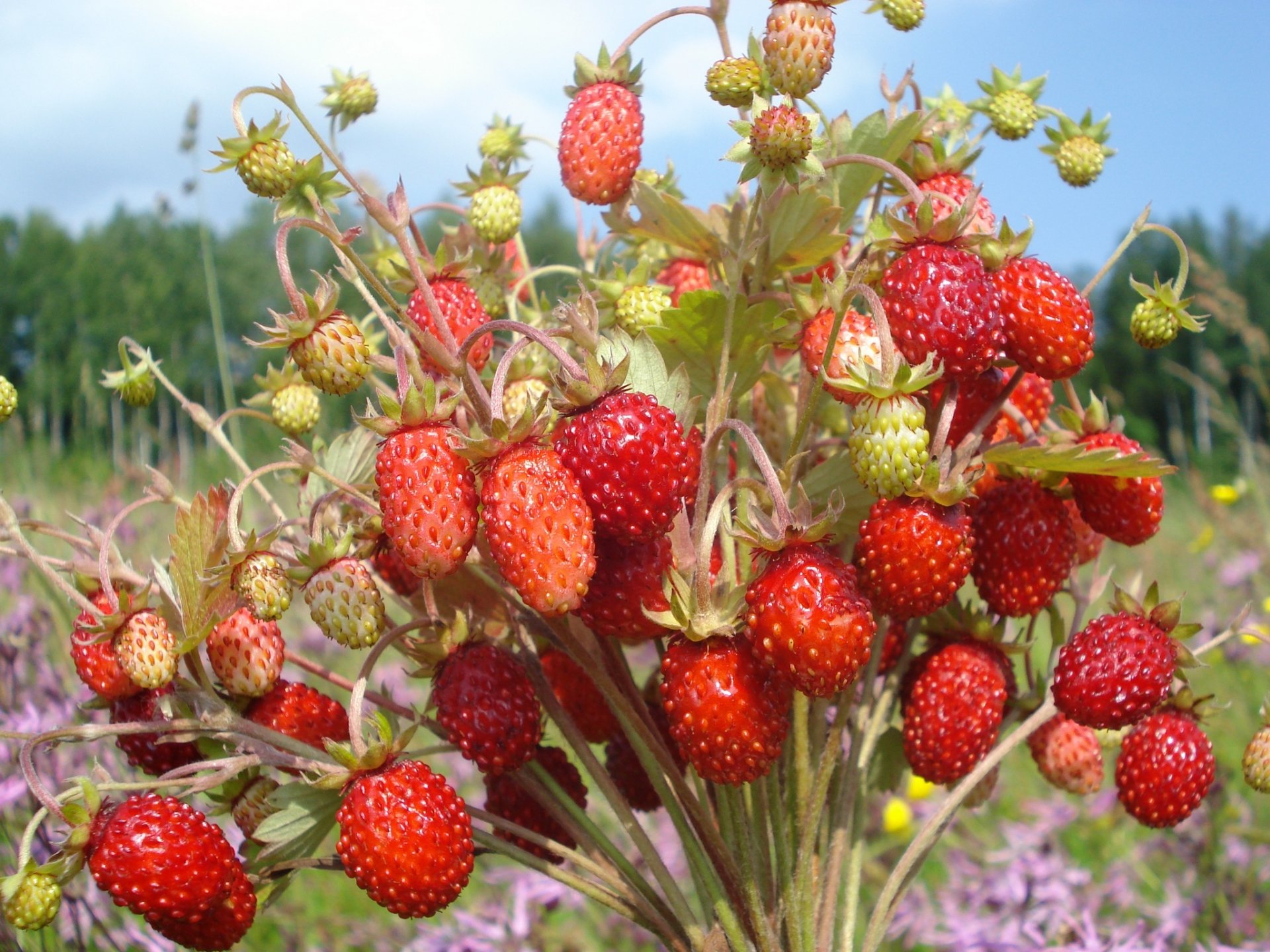 fraises bouquet baies papier peint