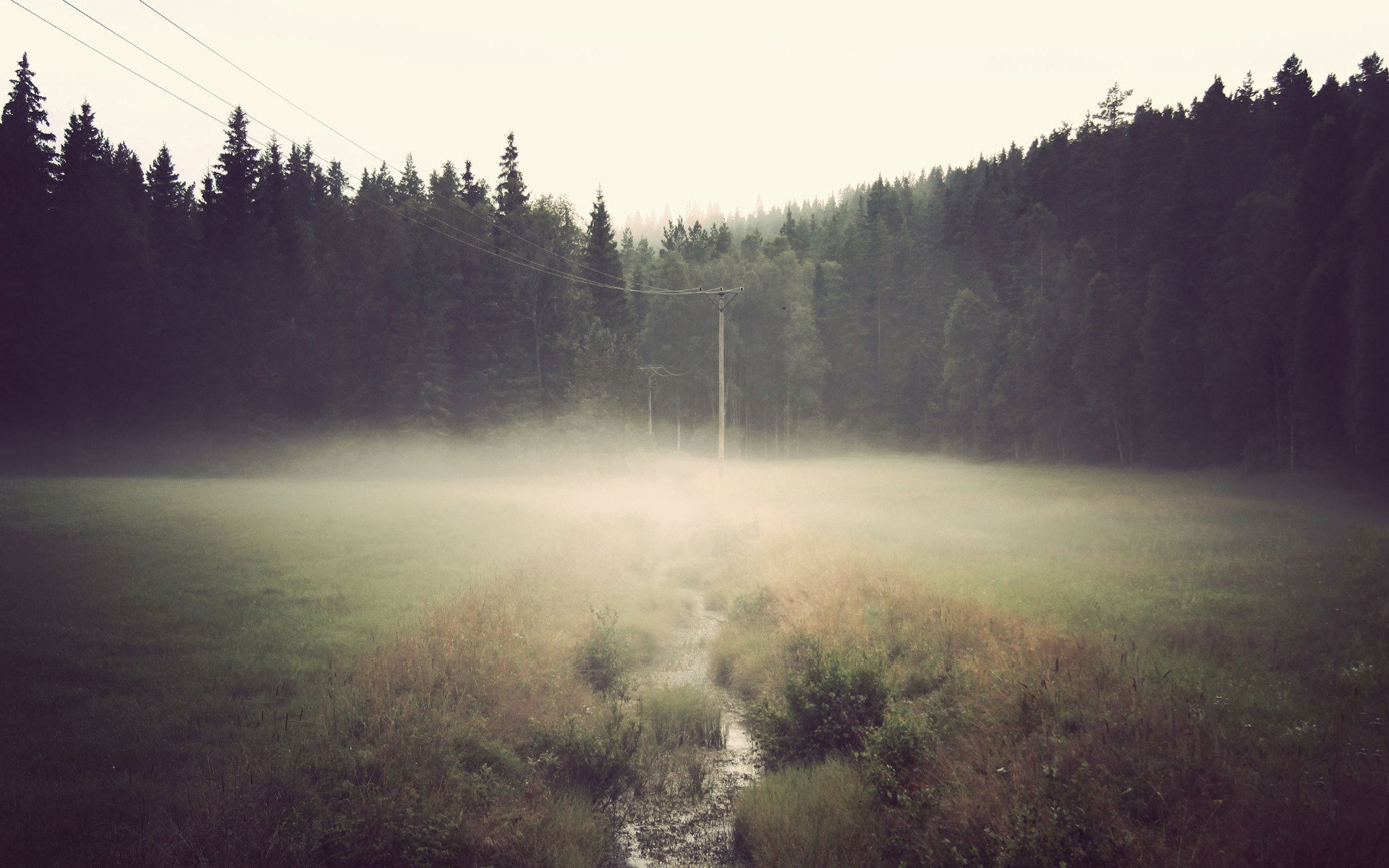 bosque niebla río