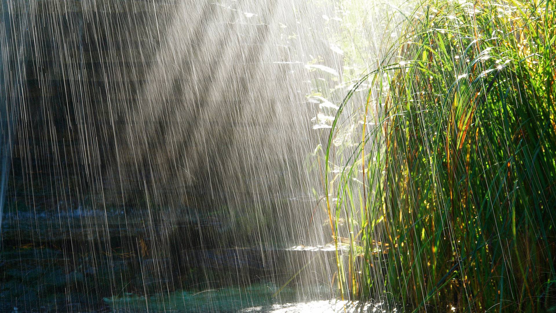 lluvia hierba charcos sol