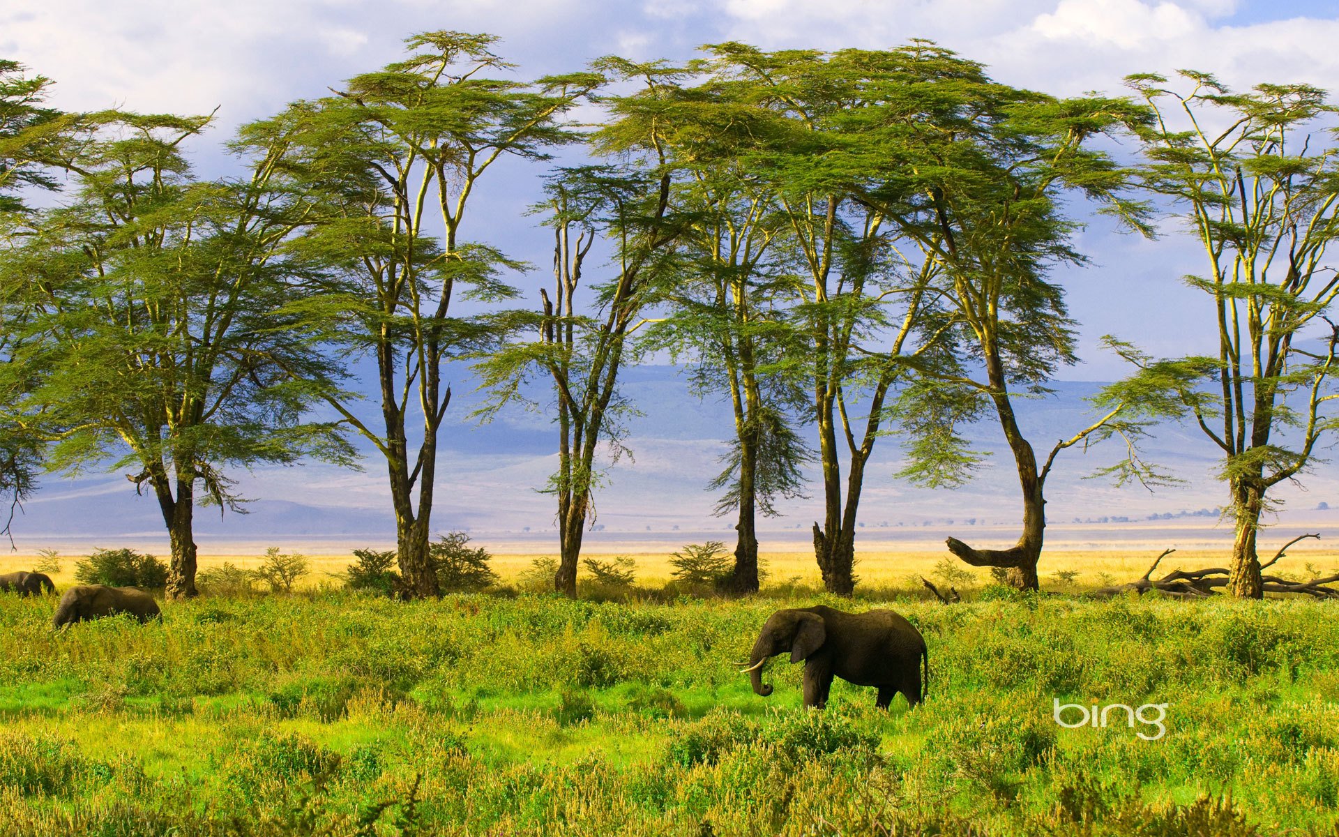 éléphant nature verdure