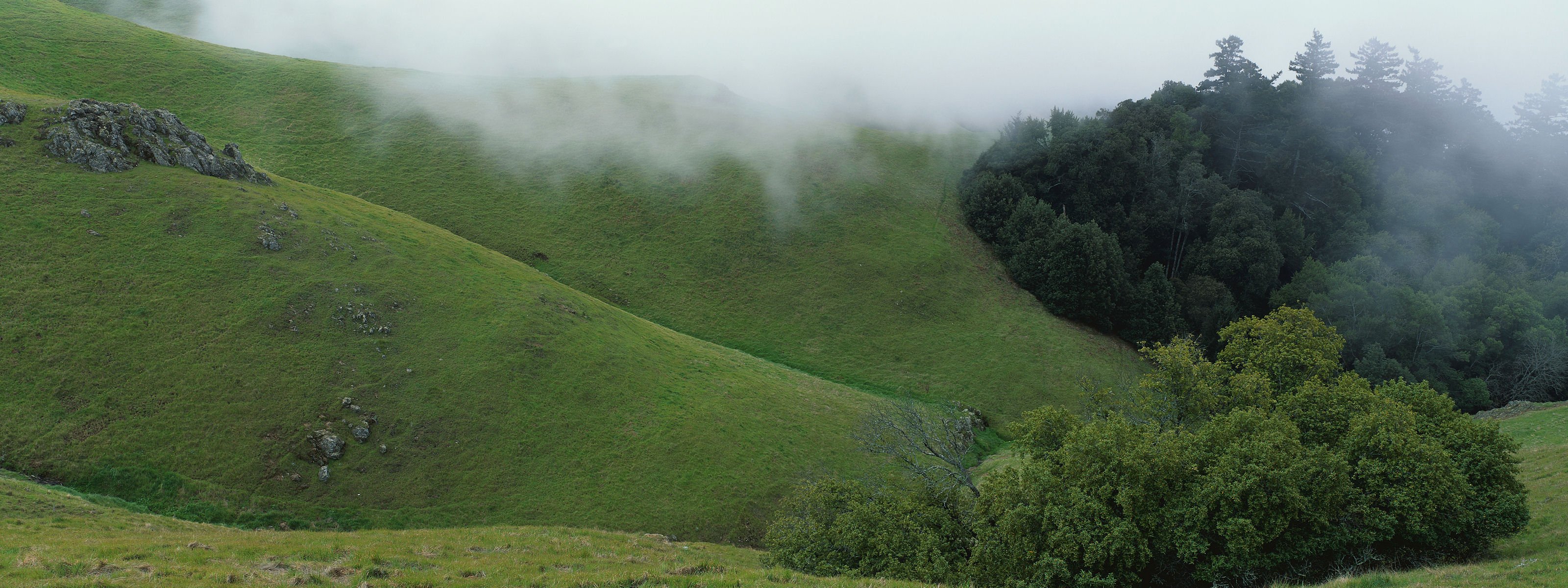 vert collines brouillard