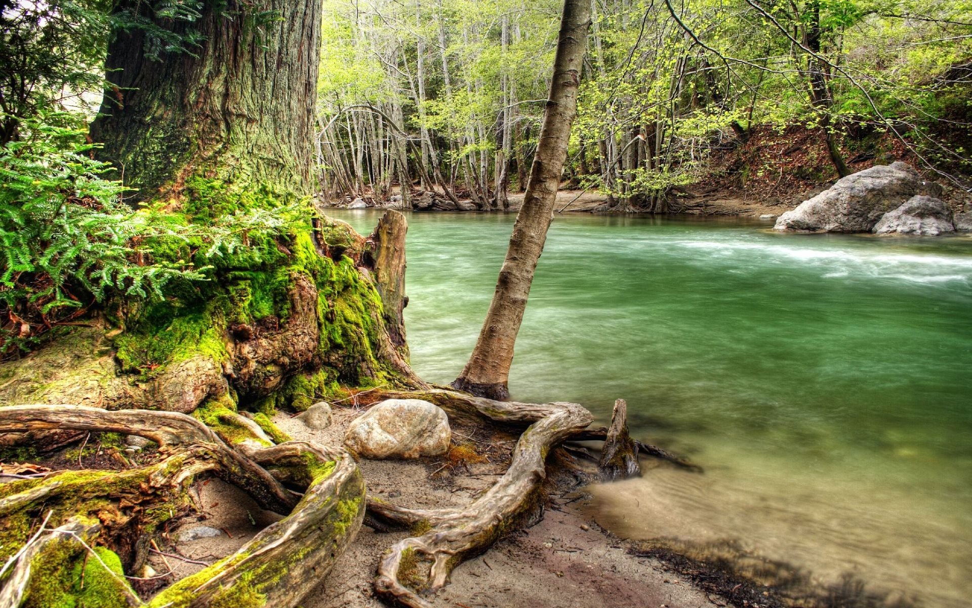 árbol madera flotante río bosque