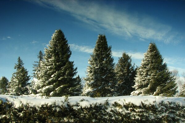 Weihnachten Wald Weihnachtsbaum im Schnee