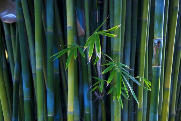 Thickets of green juicy bamboo forest