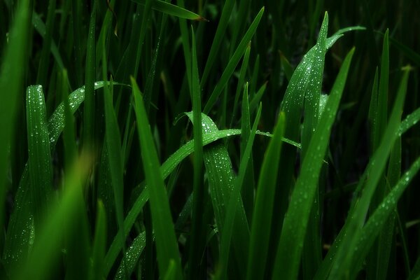 Gotas de rocío matutino en la hierba