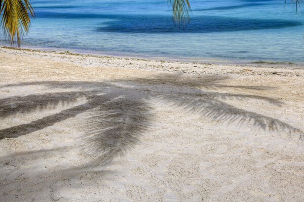 The shadow of a palm tree on the white sand