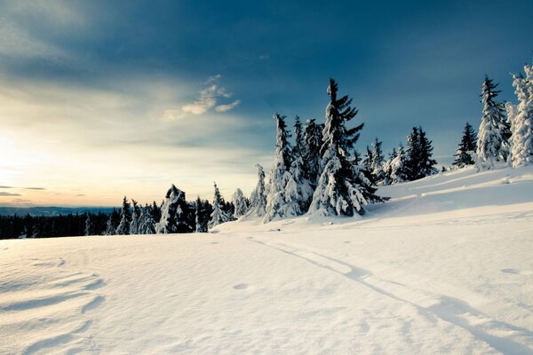 Weihnachtsbäume im Schnee im Winterwald