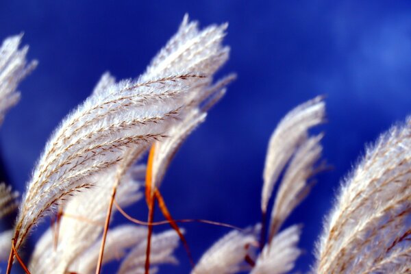 White fluffy plant on a blue background