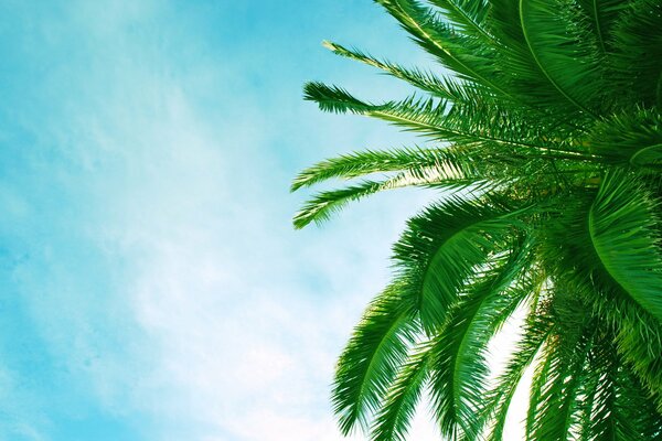 A green palm tree against a blue sky