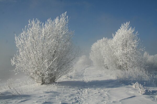 Snow-covered trees on a sunny day