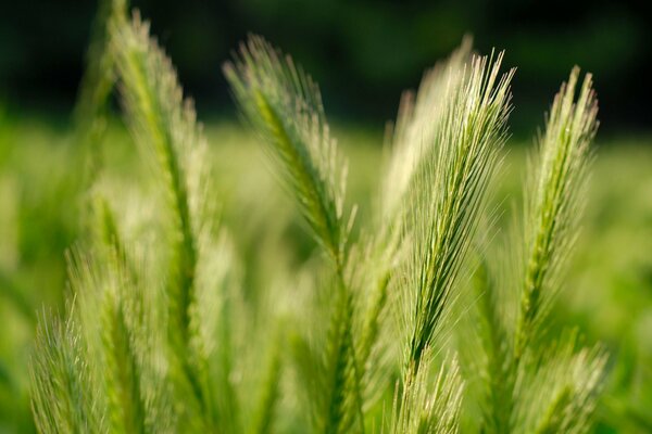 Wheat ears with a close-up plan on a green background