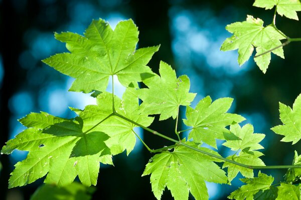 Green foliage close-up