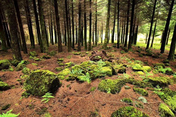 Forest moss zone in Portugal