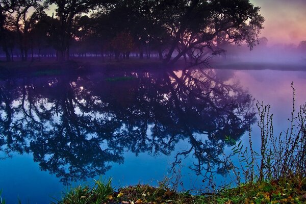 Riflessione di alberi in un fiume nebbioso