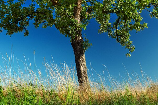 Un árbol verde se encuentra en la hierba