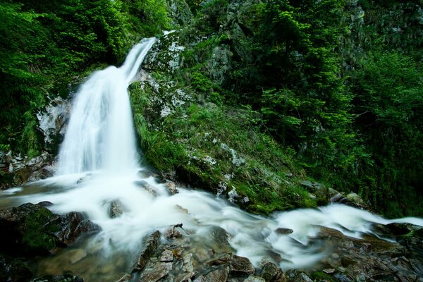 Beautiful waterfall in a green forest