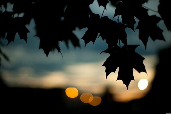 Automne sombre feuilles tombées