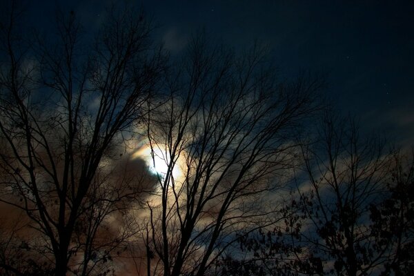 Bella vista della luna, attraverso gli alberi