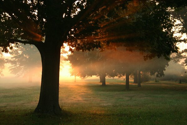 The rays of the sun through the dark forest