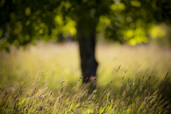 Field with tree and grass