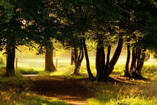 I vecchi alberi proiettano un ombra