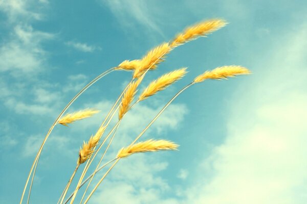 Spighe di grano su uno sfondo di cielo e nuvole