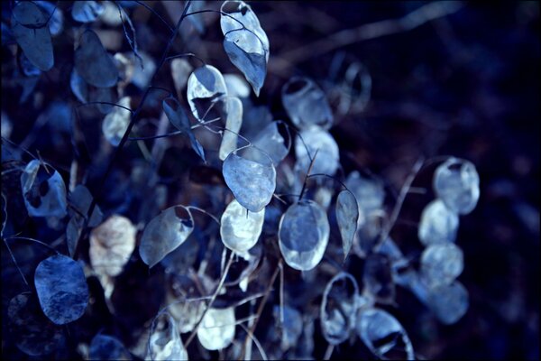 Ein unscharfes Bild von blauen Blättern