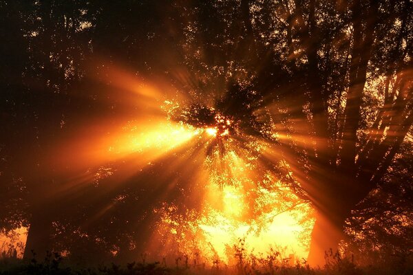 I raggi del sole si fanno strada attraverso i rami degli alberi