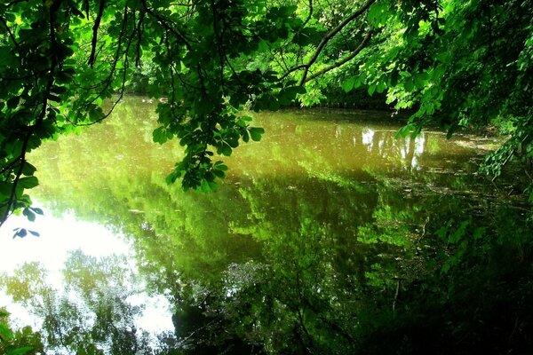 El follaje verde de los árboles en el reflejo de la superficie del mar