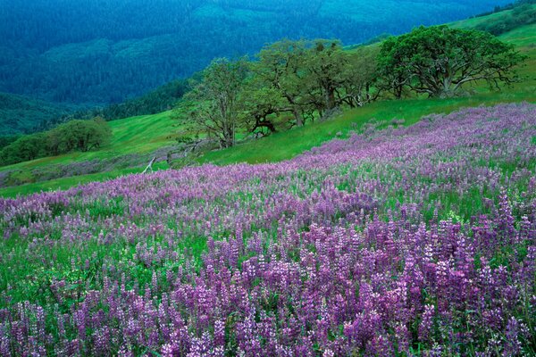 Fleurs et herbe sur le flanc de la montagne