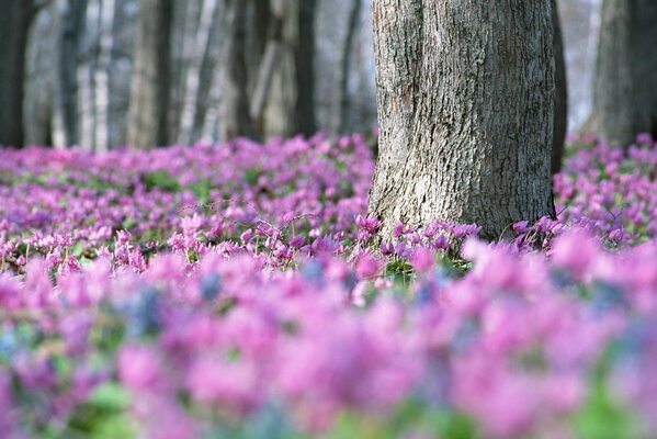 Fiori rosa in una radura vicino a un albero