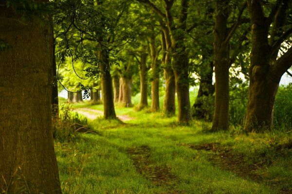 Camino en el bosque entre los árboles