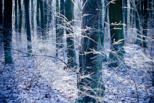 El otoño está listo para los abrazos del invierno