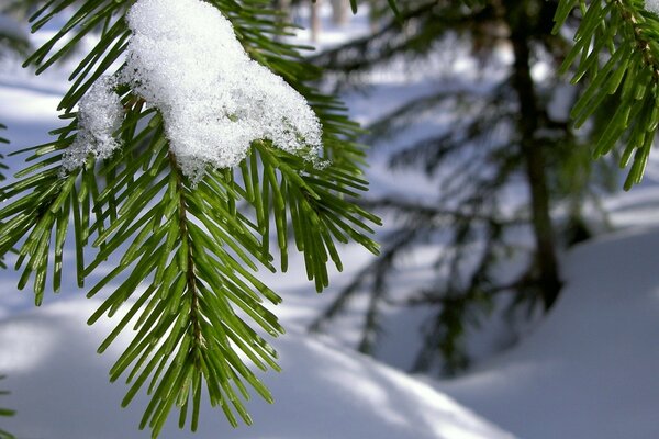 Aiguilles de pin dans la neige closeup