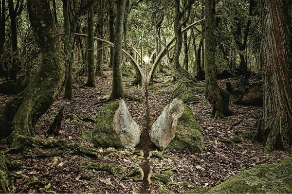 Forêt coupée en deux