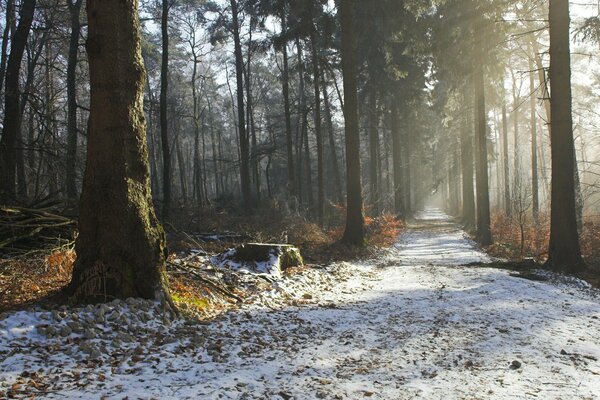 Winter road beautiful morning beauty