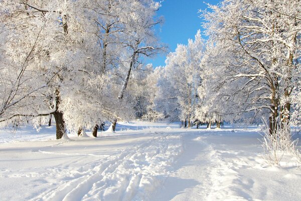 Snow-covered trees by a well-trodden path