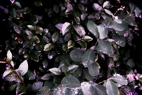 Green foliage in a purple glow